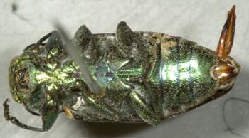 Media type: image;   Entomology 2697 Aspect: habitus ventral view
